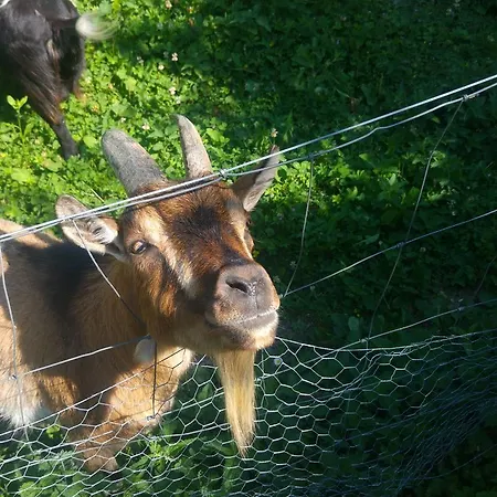 Ferien Auf Dem Weingut Appartement