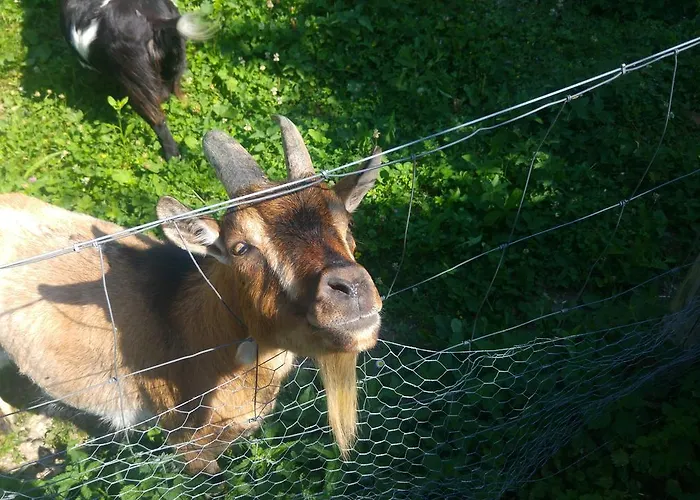 Ferien Auf Dem Weingut Lejlighed